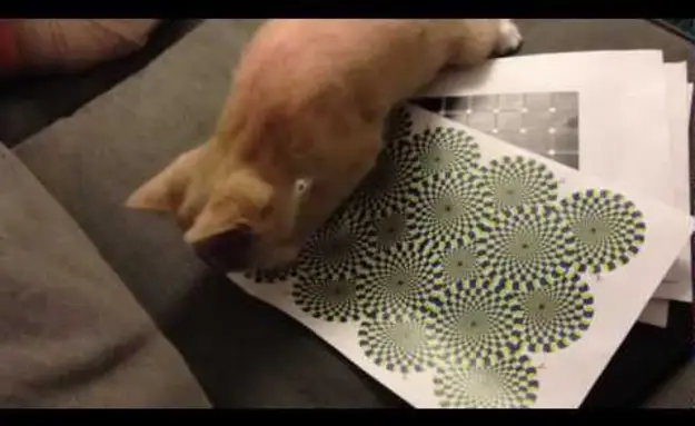 A Cat Reacts To An Optical Illusion