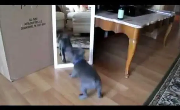 Kittens And Puppies Discover Mirrors