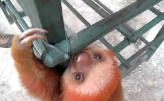 A Crying Baby Sloth
