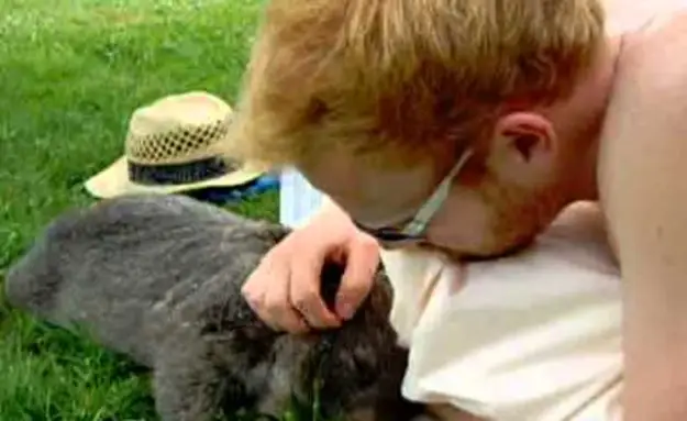 A Pet Wombat