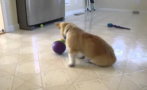 Adorable Corgi Puppy Eats From Toy