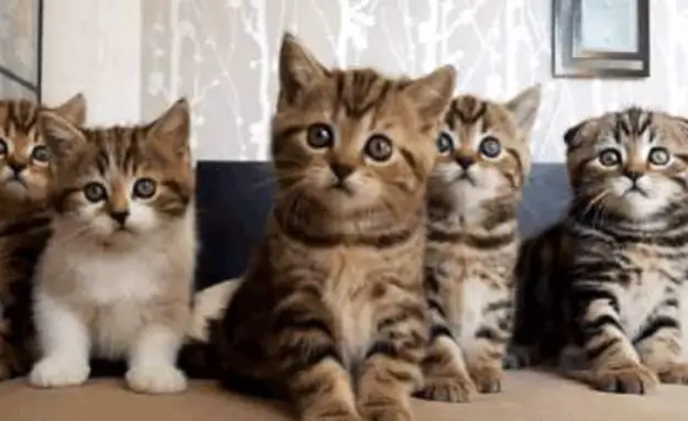 The 46 Cutest Cat GIFs Ever