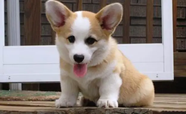 The 32 Cutest Corgi GIFs Ever