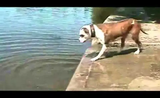 Dog Learns About Physics The Hard Way