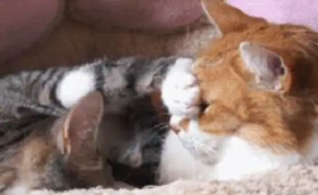 The 25 Funniest GIFs Of Animals Being Jerks