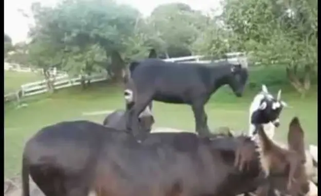 Goats Being Weird