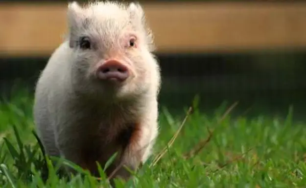 Meet Hamlet: The World’s Cutest Pig