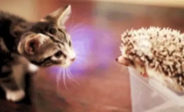 The Adorable GIFs Of A Kitten And A Hedgehog Meeting