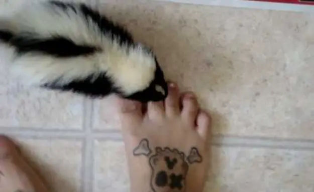 Pet Skunk Wants To Get Picked Up