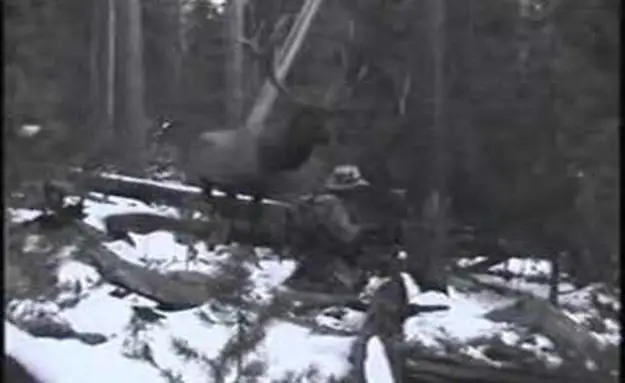The Elk That Got Away