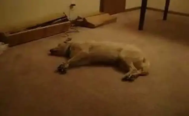 The Sleep Walking Dog