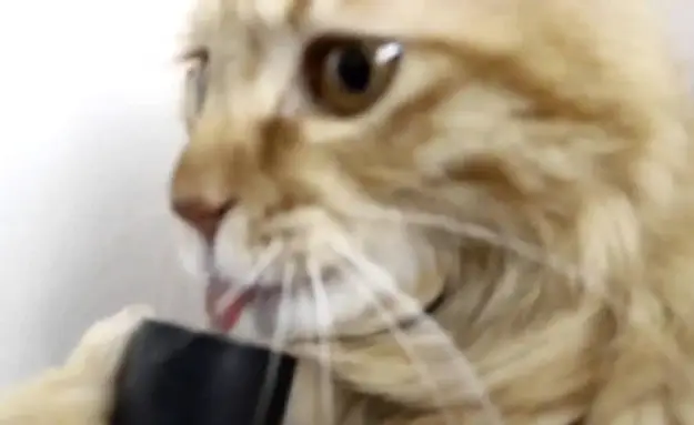 Cat Fights Vacuum Cleaner