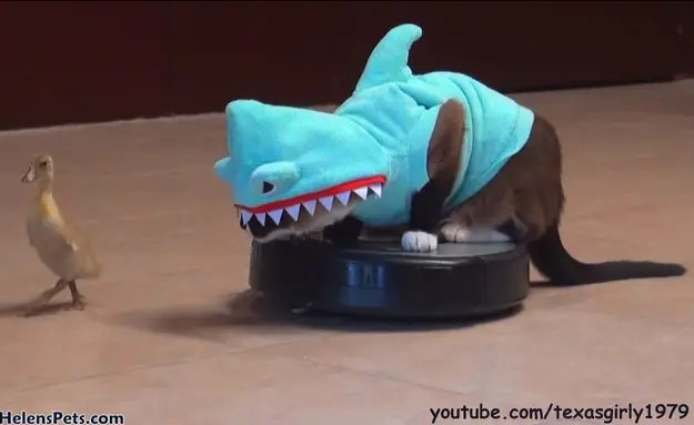 Cat In A Shark Costume On A Roomba Chases A Duck