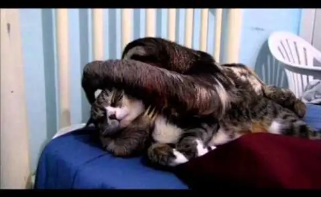 Cat & Sloth Snuggle It Out