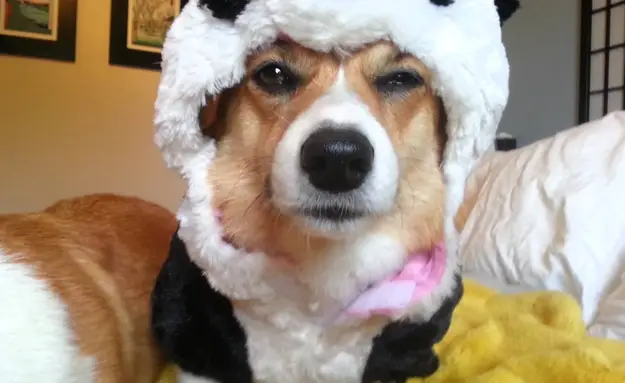 Corgis Do Not Like Their Panda Costumes