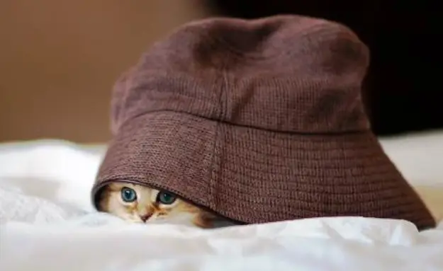 The Most Photogenic Cat The World Has Ever Seen